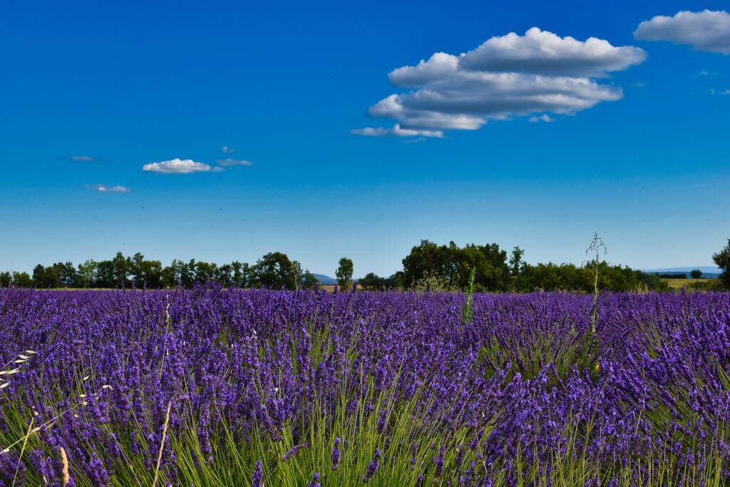 Champ de lavande