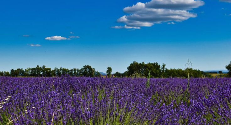 champs de lavande